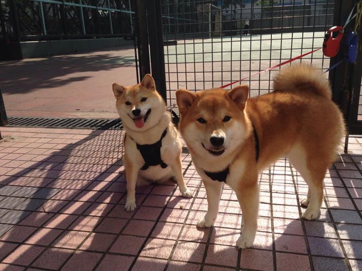 当翡翠遇见琉璃，杰伦·格林如何在镜像对决中点亮东方传奇