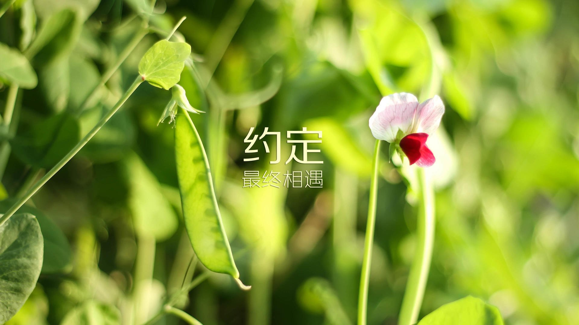 德甲争冠战之夜，钢索上的舞蹈与范弗利特时刻