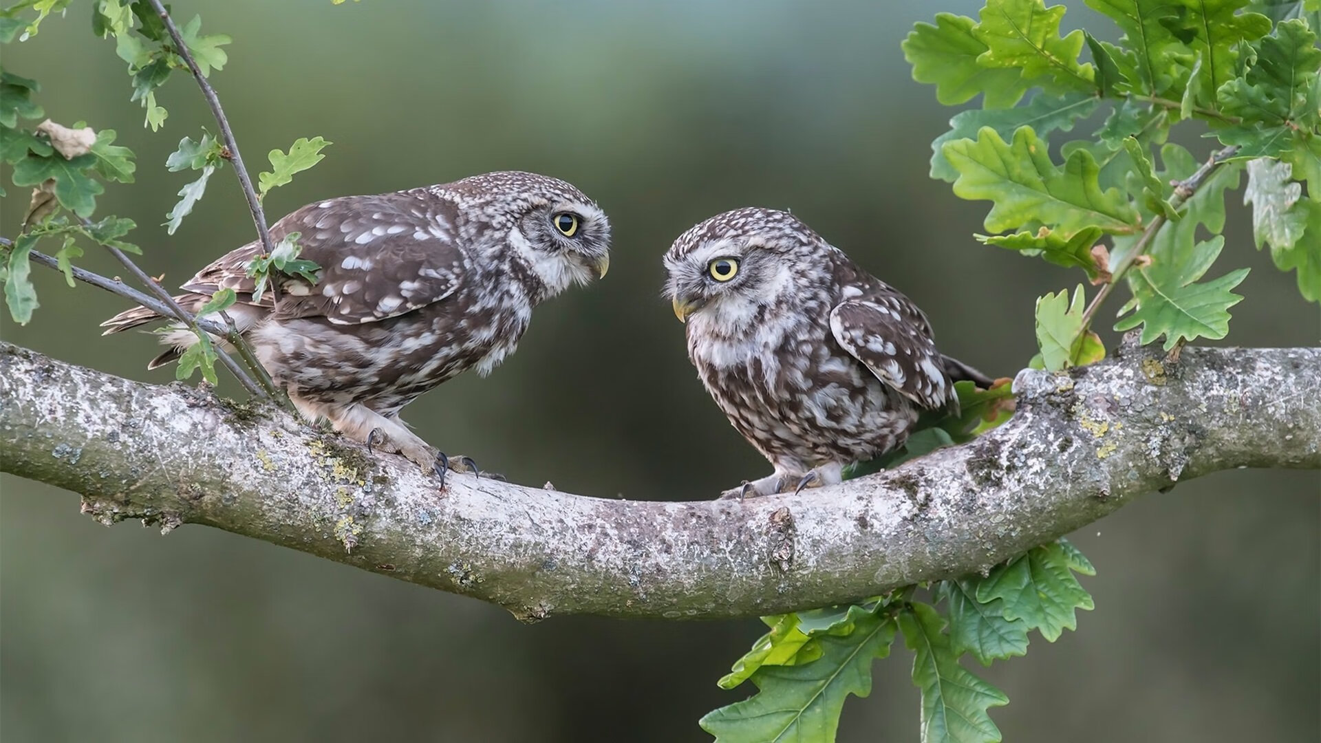 迦太基的逆袭，斯通斯雷霆一击，突尼斯如何正面粉碎高卢军团