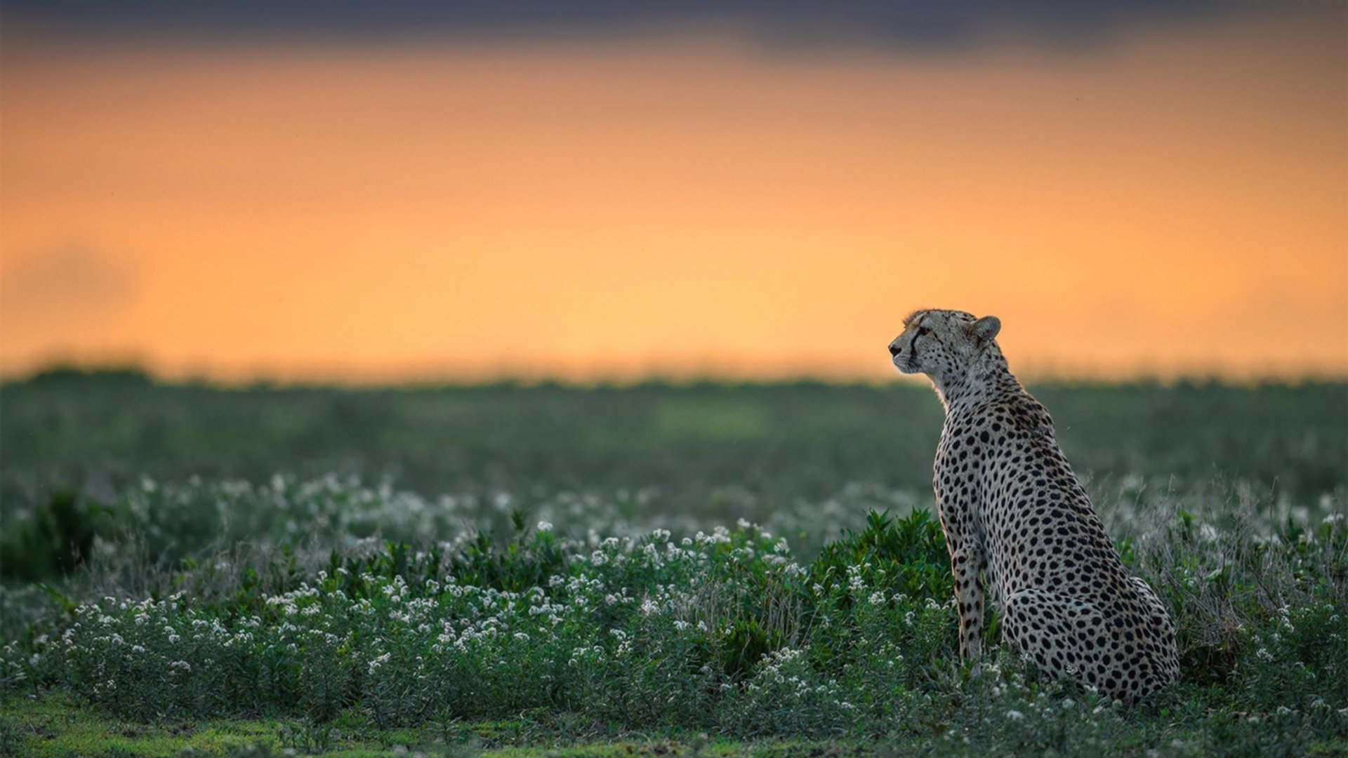 沙漠风终被绿色城墙阻隔，死海低鸣之夜，阿什拉夫如何成为马里的命运改写者