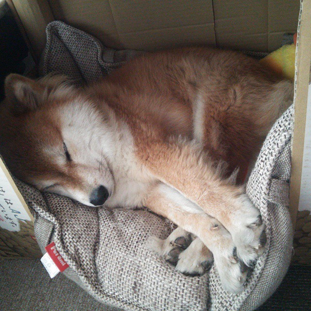 冰与火之歌，加拿大鏖战定江山，墨西哥巧取开新篇