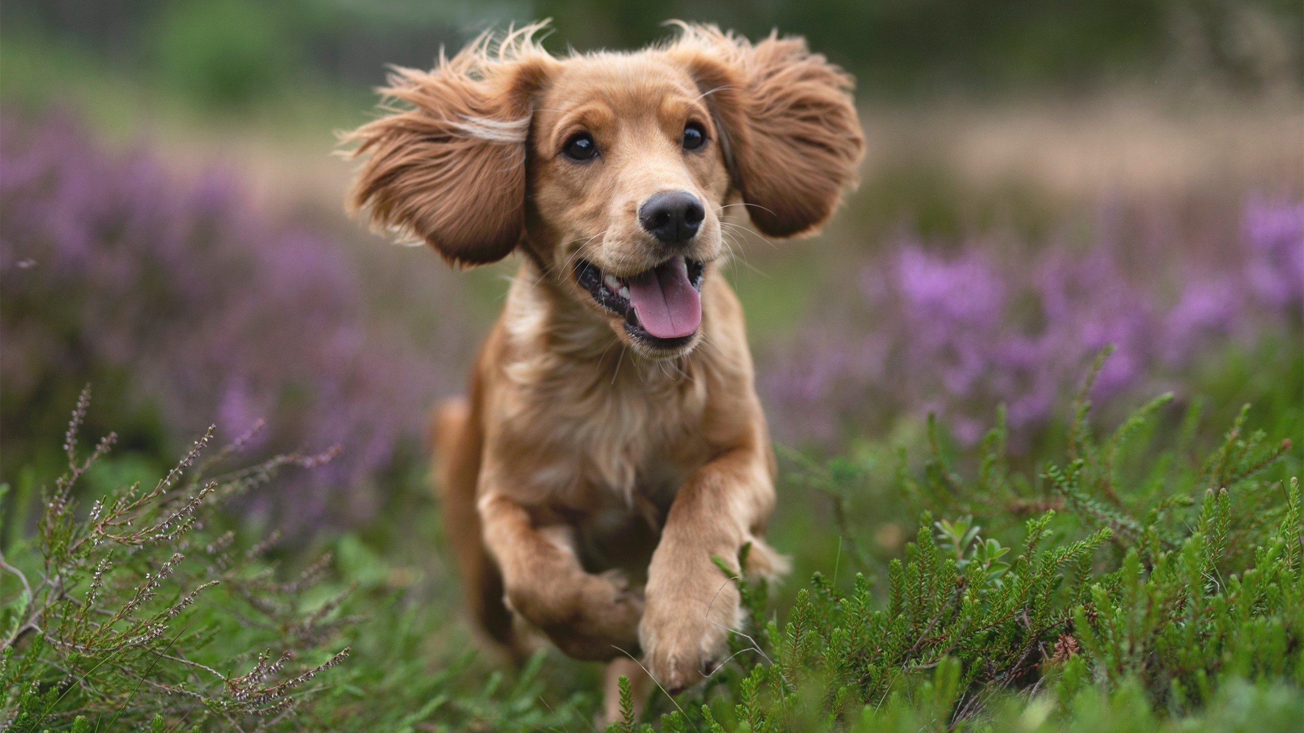 黑夜里的火焰，库里末节狂飙，黄蜂鏖战力克尼克斯