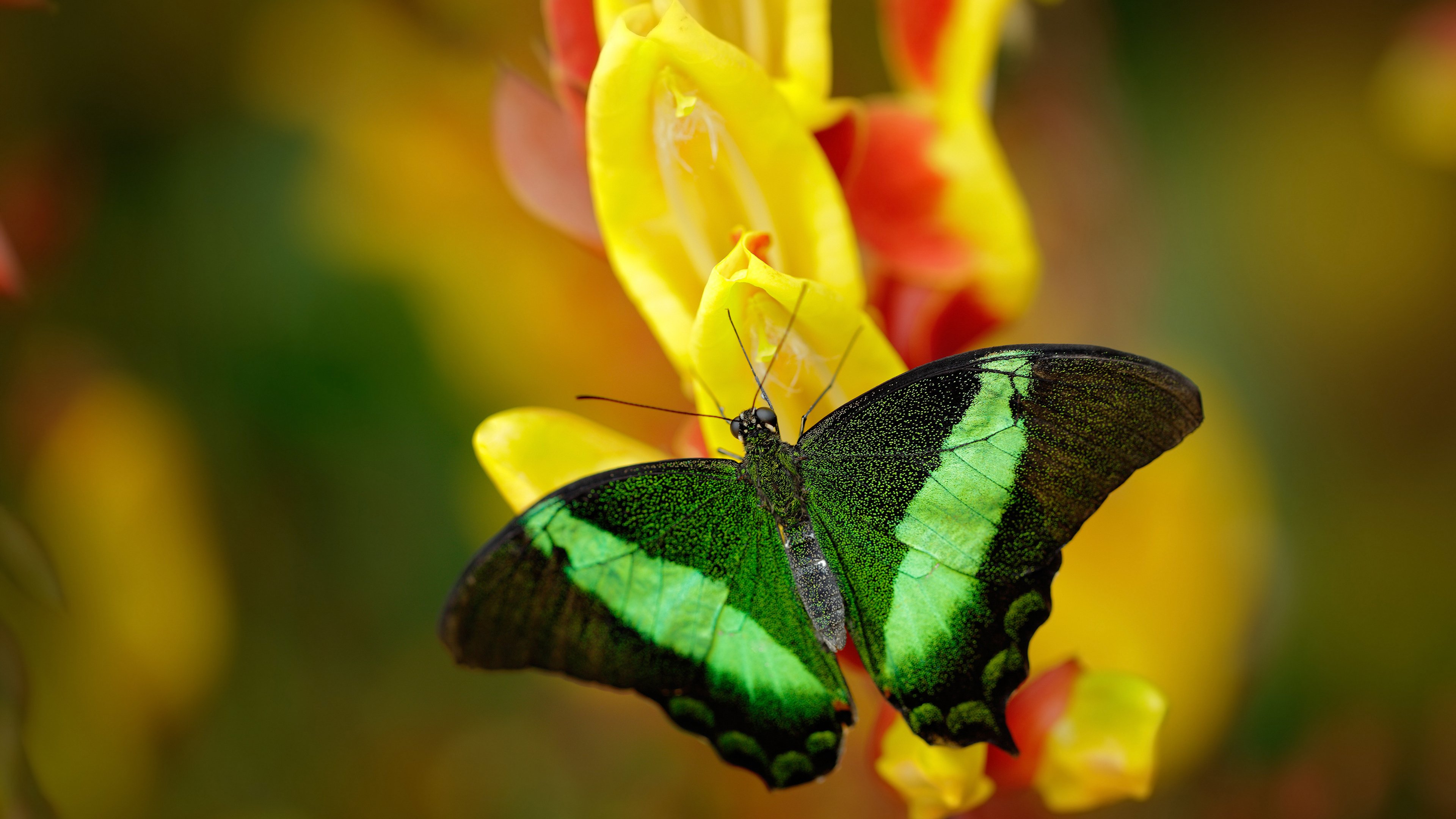 神迹之墙与黑星铁蹄，当库尔图瓦的叹息之墙，遇见塞内加尔的非洲制霸哲学