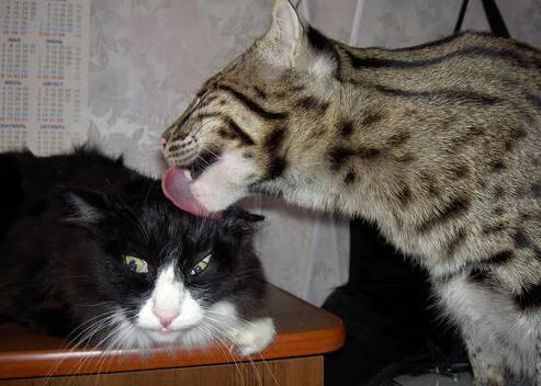 尼克斯对阵篮网，字母哥撕裂纽约夜空—希腊怪兽投下的巨大阴影