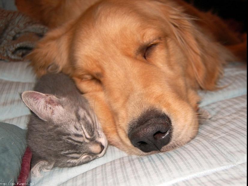 剑指潘帕斯之巅，厄瓜多尔安第斯之鹰的致命一击，如何在慕尼黑雨夜击碎德国战车，为2026世界杯G组写下最孤注一掷的序章