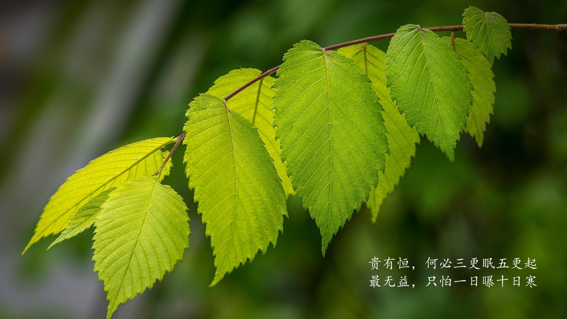 唯一的德容，当非洲雄鹰在风暴中起舞